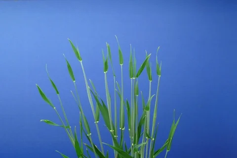Growing Barley. Timelapse colour key Stock Footage 109024422