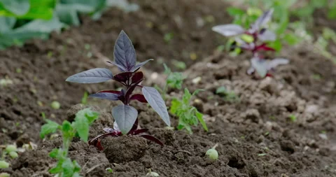 Growing Basil Stock Footage 132320054