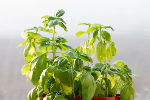 Growing basil plant closeup Stock Photos