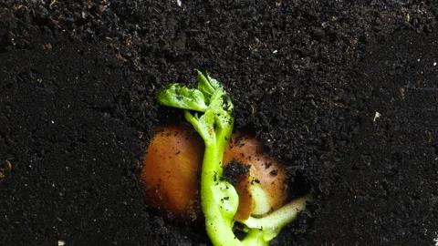 Growing Bean plant in spring timelapse, sprouts germination under ground in Stock Footage 150039046