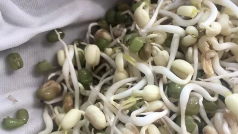 Growing Bean Sprouts day 3 Stock Footage 141036725