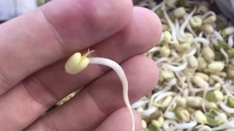 Growing Bean Sprouts day 3 Stock Footage 141036757