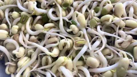 Growing Bean Sprouts Stock Footage 141036801