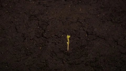 Growing bean time-lapse with roots in the ground Stock Footage 128714416