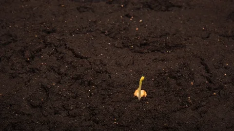 Growing bean time-lapse with seed half in the ground Stock Footage 128714458