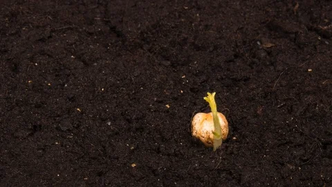 Growing bean time-lapse with seed half in the ground Stock Footage 128729874