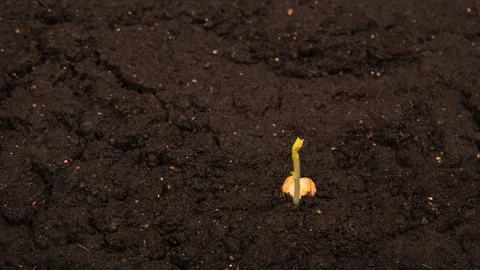 Growing bean time-lapse with seed half in the ground with zooming out Stock Footage 128729919
