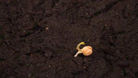 Growing bean time-lapse with seed half in the ground Stock Footage 129033964
