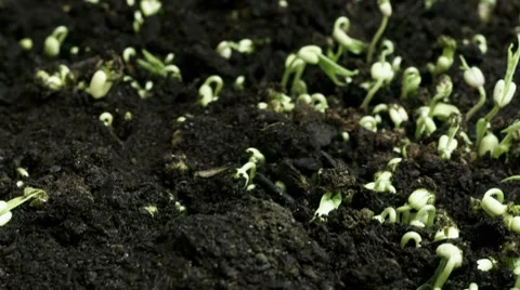 Growing beans dolly Видео 8661789