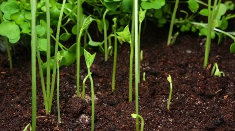 Growing been plant time lapse Stock Footage 60057361