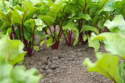 Growing beetroot on the vegetable bed. Green beet leaves with red stems. Stock Photos