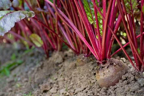 Growing beetroot in a vegetable garden Stock Photos