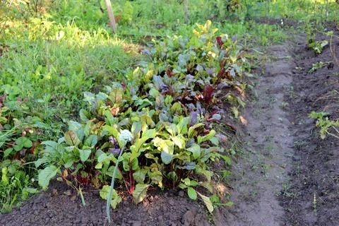 Growing beets in a bed in partial shade on a summer day in the garden Stock Photos