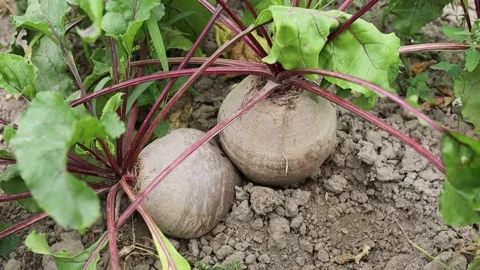 Growing beets in a home garden Stock Footage 344180573