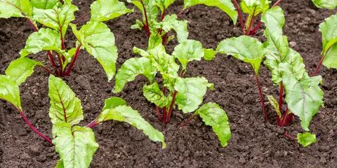 Growing beets. Planted beet seedlings. 写真素材