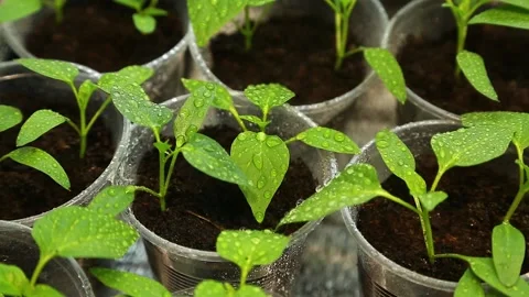 Growing bell pepper. Stock Footage 151031657