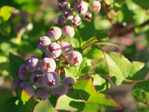 Growing berries Stock Photos