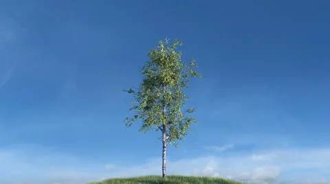 Growing birch tree against sky 動画素材 62277165