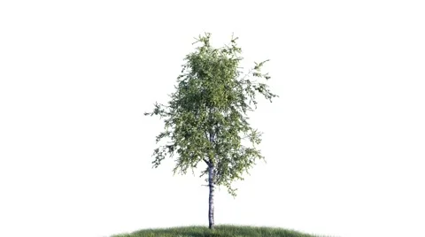 Growing birch tree on white background 動画素材 62224610