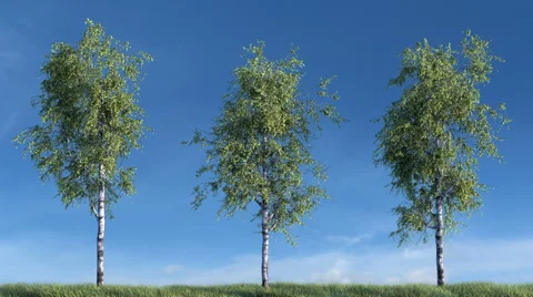 Growing birch trees against sky Stock Footage 62260895