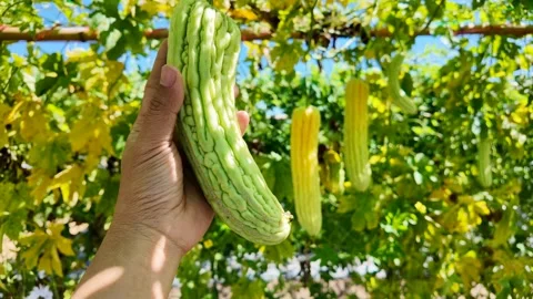 Growing Bitter gourd on tree in summer. Vídeo Stock 263548003