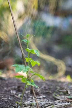 Growing bitter melon trees Stock Photos