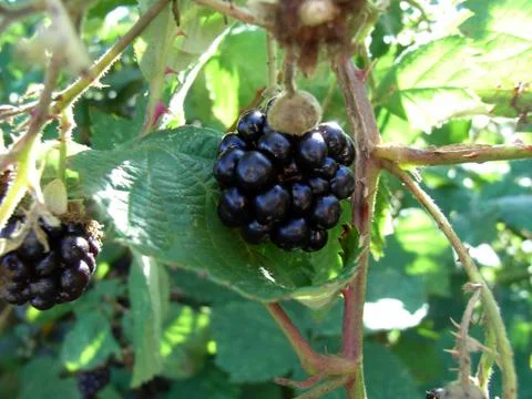 Growing Blackberry Stock Photos