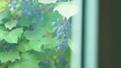 Growing blue grapes outside the window. Growing grapes on a private plot Video stock 236921459