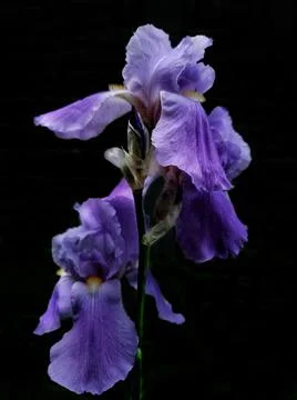Growing Blue Iris Flower. Spring Flower Iris Blooming On Black Stock Photos