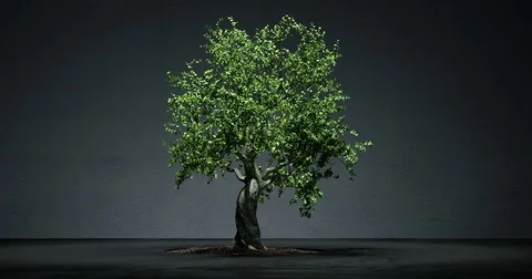 Growing bonsai tree time lapse Stock Footage