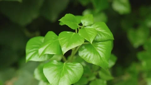 A growing branch of a creeper Stockbeeldmateriaal 272816996