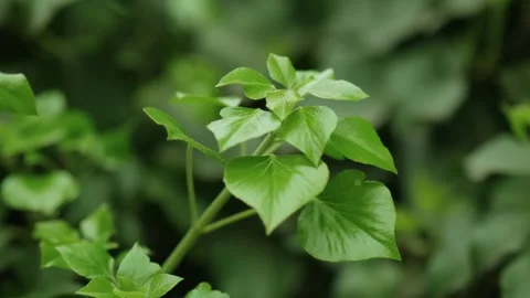 A growing branch of a creeper Stock Footage 273731781