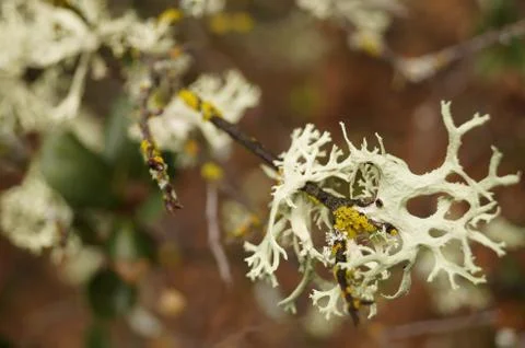 Growing branch Foto stock
