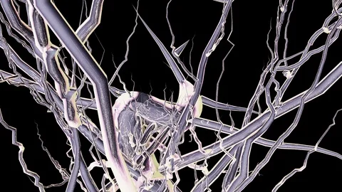 Growing branches loop Stock Footage 101431431