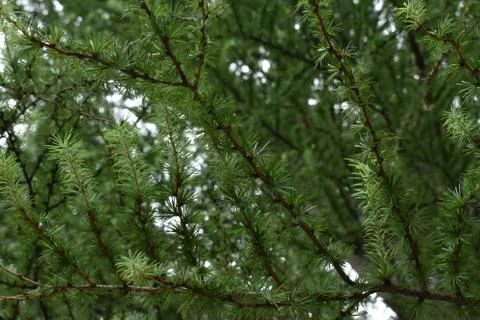 The growing branches of the pine trees in Obihiro Japan Stock Photos