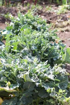 Growing broccoli damaged by bird bite Stock Photos