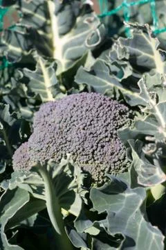 Growing broccoli Stock Photos