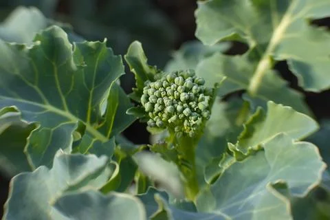 Growing broccoli. Stock Photos