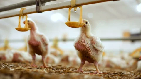 Growing Broiler Chickens drink water from the drinking bowl/ Chickens for Stock Footage
