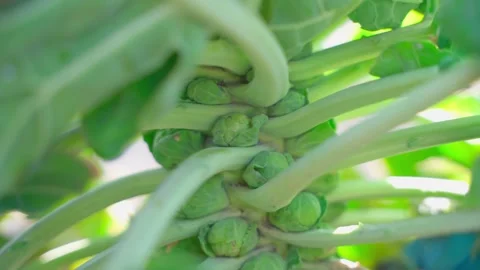 Growing Brussels sprouts close-up. Brussels sprout fruits Stock Footage 308930255