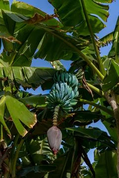 Growing Bunch of Blue Java Bananas on Tree Stock Photos