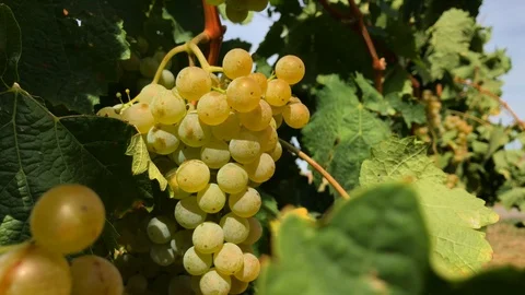 Growing bunch of white vine grape, grape ripe white berries Stock Footage 93707851