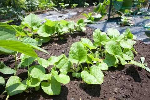 Growing burdock on farm Stock Photos