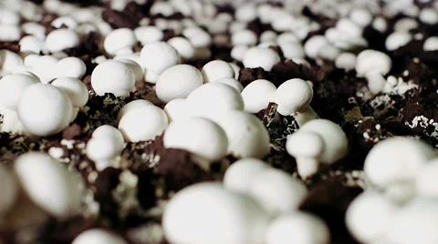 Growing button mushrooms Stock Footage 50305650