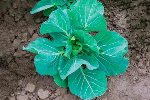 Growing cabbage in early spring at home. Stock Photos