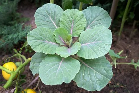 Growing cabbage for salads. Stock Photos
