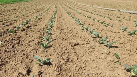 Growing cabbage seedling in spring Stock Footage 271373620