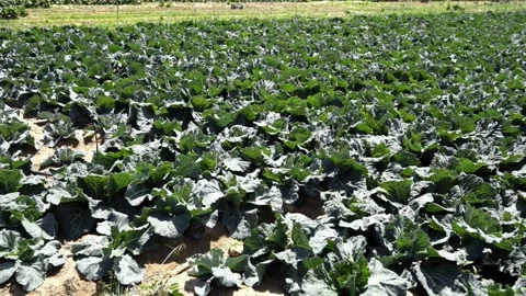 Growing cabbage vegetables on plantations Stock Footage 107313395