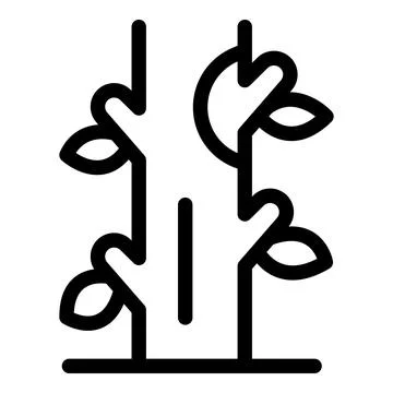 Growing cacao tree with multiple branches and leaves イラスト素材