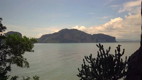 Growing Cactus at the bay. Vidéo 144863357